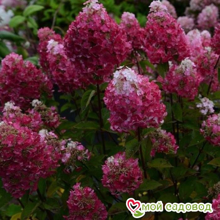 Гортензия Самарская Лидия ЗКС