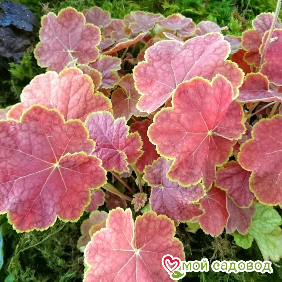 Гейхера Тирамису